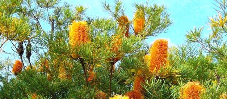 Foto Banksia