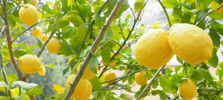 Foto Limone Citrus Limon
