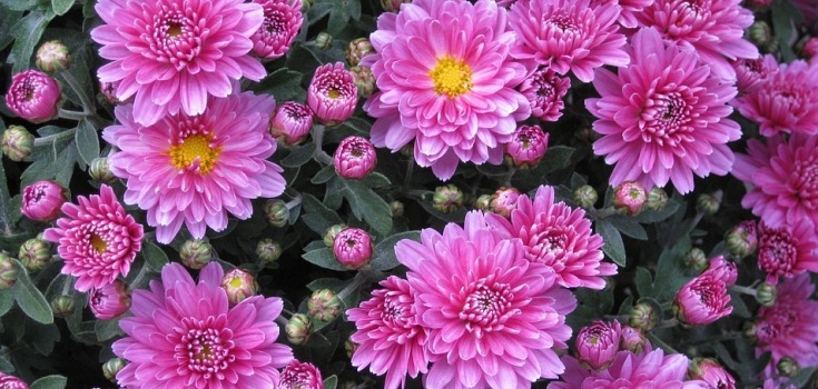 Foto Crisantemo