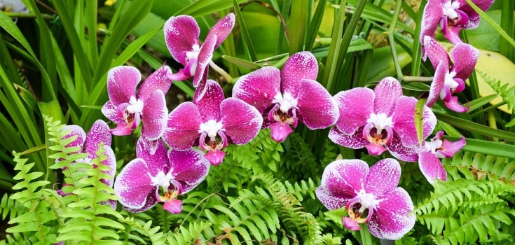 Foto Orchidea