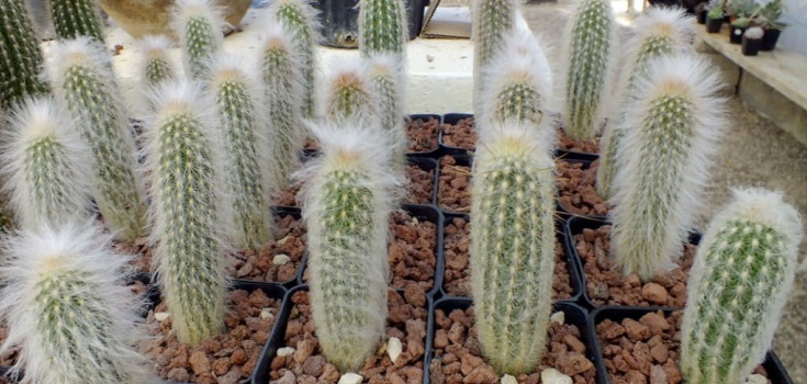 Foto Cactus Peloso - Cactus Lanatus