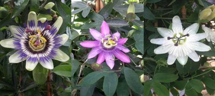 Foto Passiflora fiori
