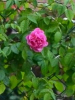 Rosa Rampicante