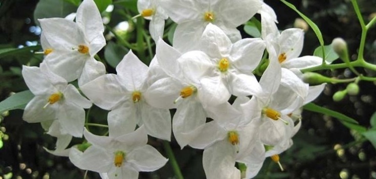 Foto Solanum Jasminoides