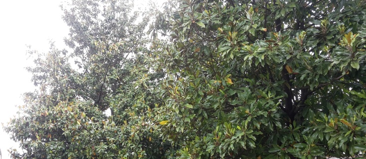 Foto Magnolia Grandiflora