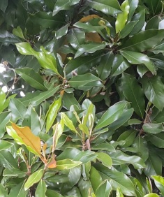 Foto Magnolia Grandiflora