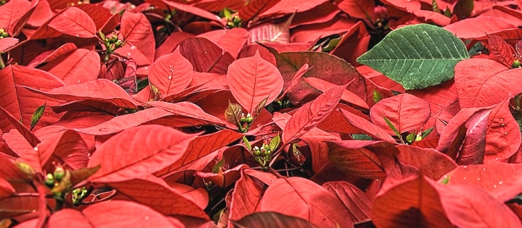 Foto Stella di Natale - Euphorbia