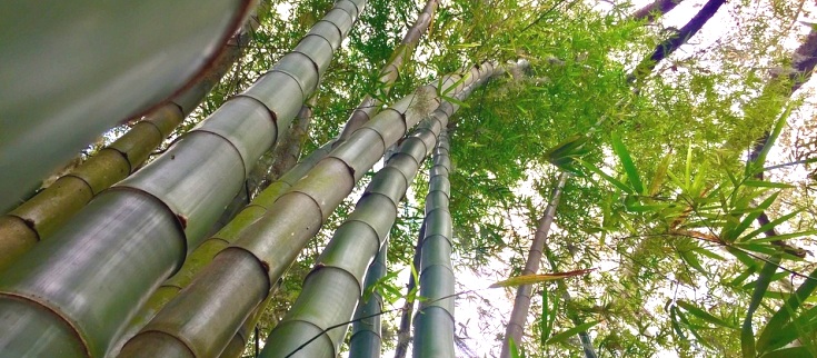 Foto Bamb Bamboo