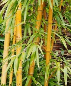Foto Bambu Bamboo