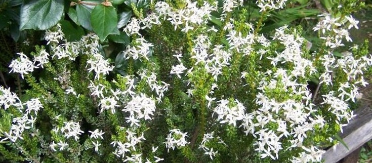Foto Olearia Nummulariifolia