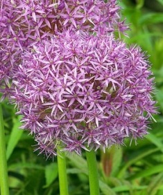 Foto aglio decorativo da fiore