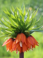 Fritillaria Corona imperiale
