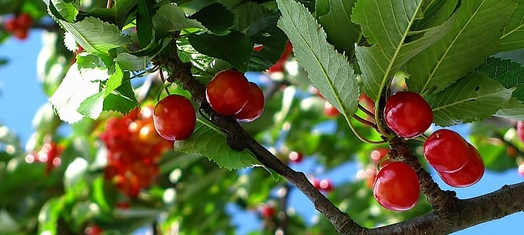 Foto Ciliegio Prunus Avium
