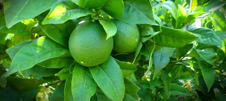 Foto Lime Citrus