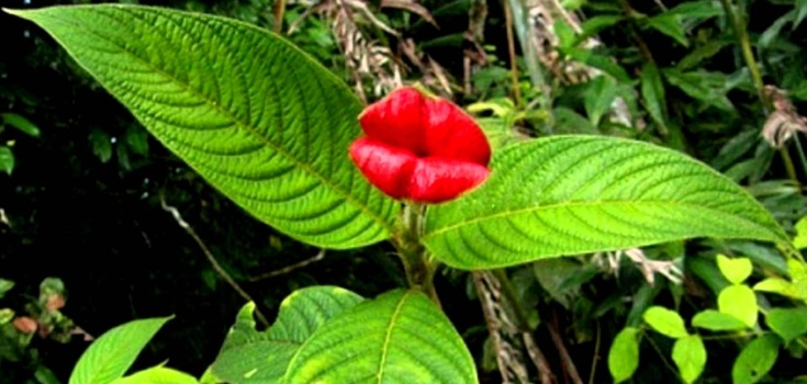 Foto Psychotria elata