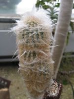 Cactus peloso