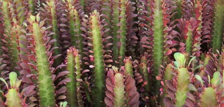 Foto Euphorbia Trigona